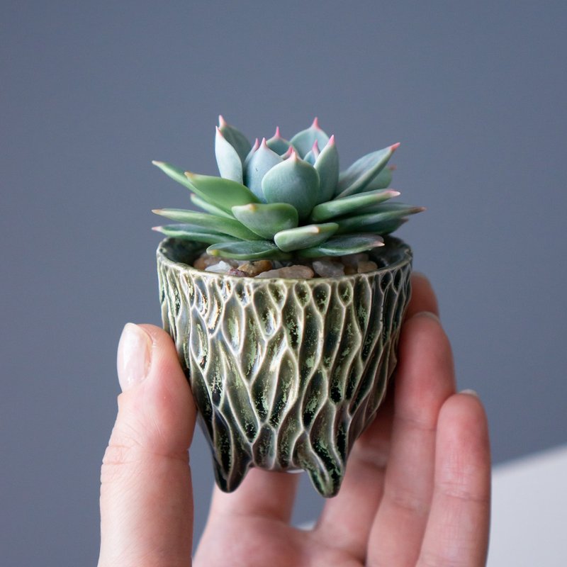 Tiny jewelry box with Echeveria Chihuahuensis - 居家收納/收納盒/儲物盒 - 其他材質 