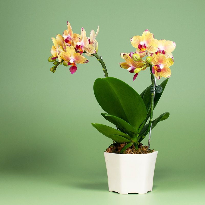 [Orchid Potted Plants] Home Green Plants as Gifts for Home Bonsai - ตกแต่งต้นไม้ - พืช/ดอกไม้ 