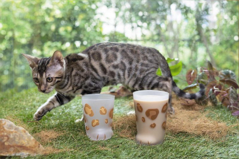 6043 Cat Cup Glass Cat Goods[coconeco kitten]230ml 貓奴 foot Paw present Tumbler Cat 可愛的雜貨貓餐具 - 玻璃杯 - 玻璃 咖啡色