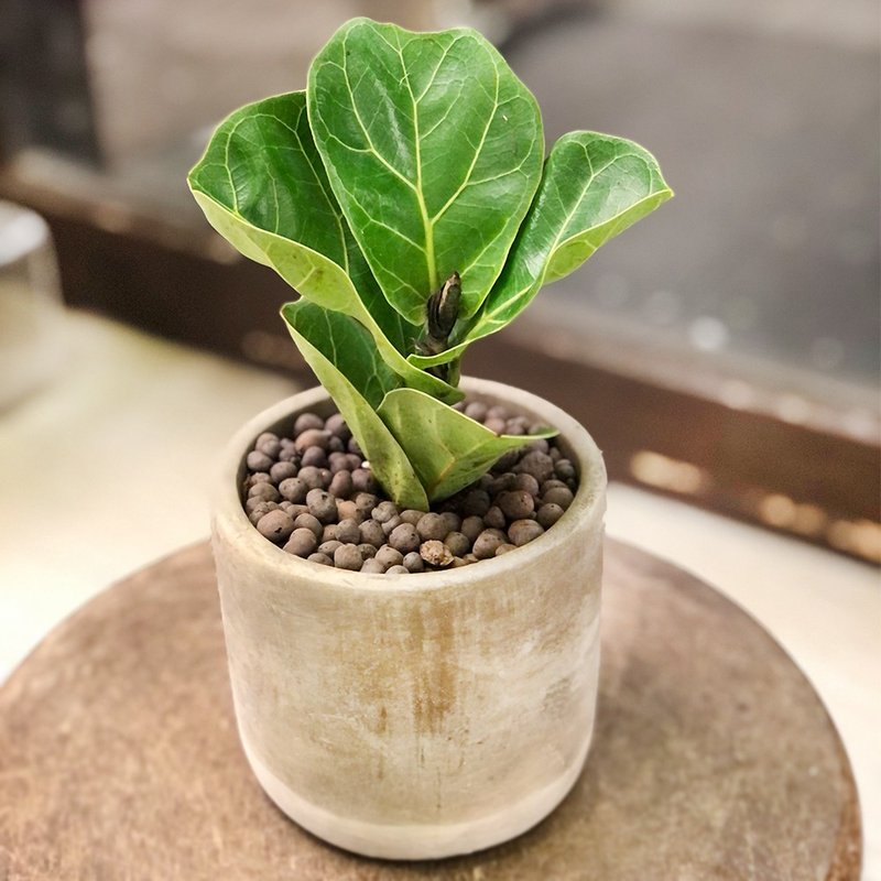 簡單生活 琴葉榕小品水泥盆 | 居家辦公好夥伴 WFH - 植栽/盆栽 - 植物．花 綠色
