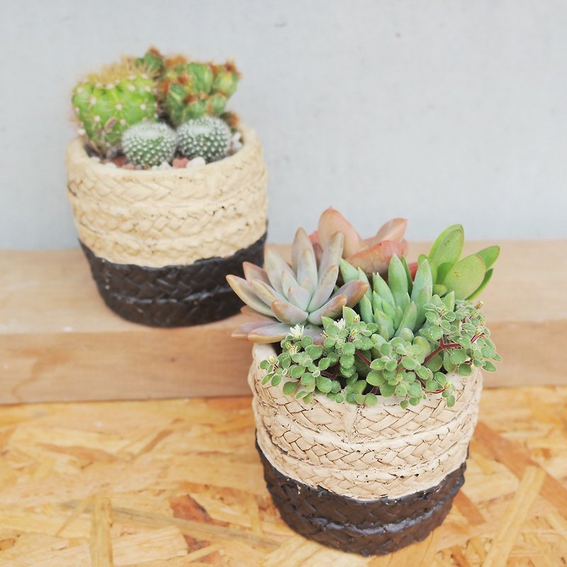 Peas succulents and small groceries - bamboo clay pot planting combination - Plants - Cement 