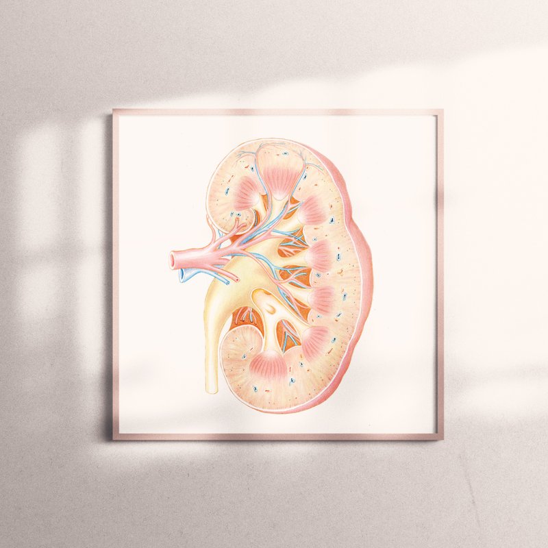 Copy Painting-Kidney | Kidney, Organ - โปสเตอร์ - กระดาษ 