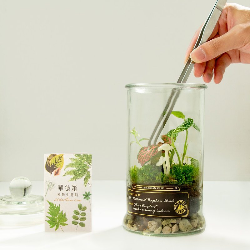 螢光蕈植物生態瓶 線上手作 DIY材料包/附線上教學影片