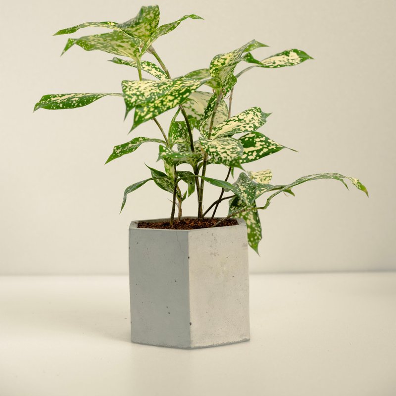 星點木│泥作系列│福所 - 盆栽/植栽 - 水泥 黃色
