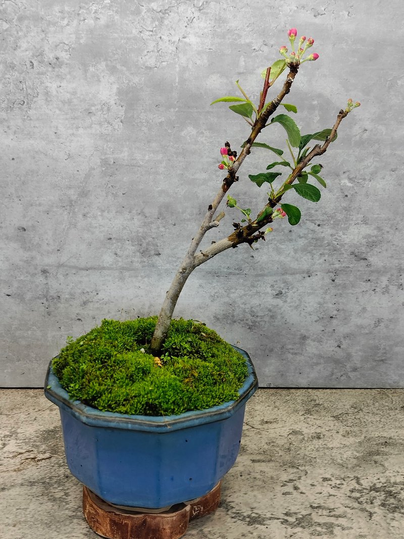 陶盆盆栽一才海棠姬蘋果 - 盆栽/植栽 - 植物．花 
