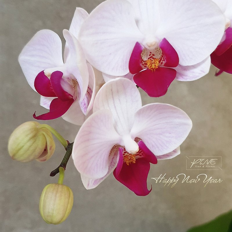 [Gift Flower Pot] Pine Pink Purple Heart Phalaenopsis P-Orchid-001 - Plants - Glass Transparent
