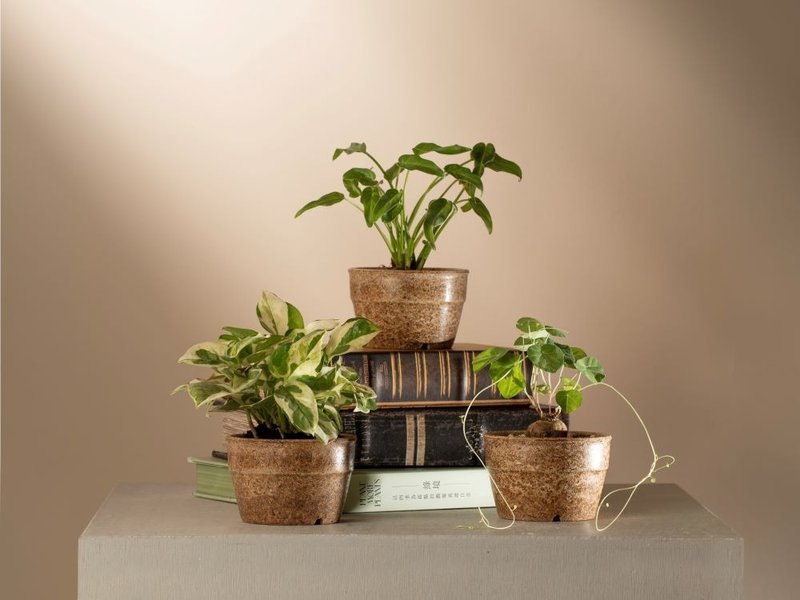 再生竹盆器 - 盆栽/植栽 - 竹 卡其色