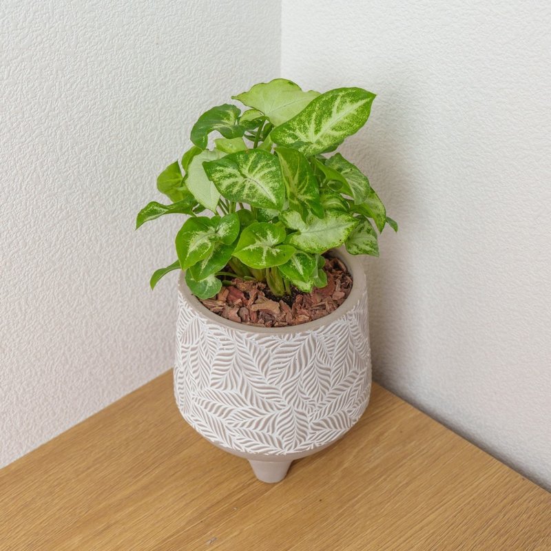 Green Elf Heguo taro small leaf pattern Cement potted plant opening gift housewarming gift planting potted plant - Plants - Plants & Flowers 