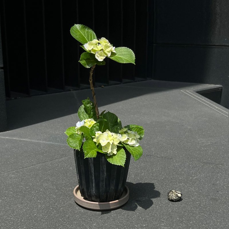 日本新品種∣檸檬の吻 紫陽花盆栽開花中 - 植栽/盆栽 - 水泥 