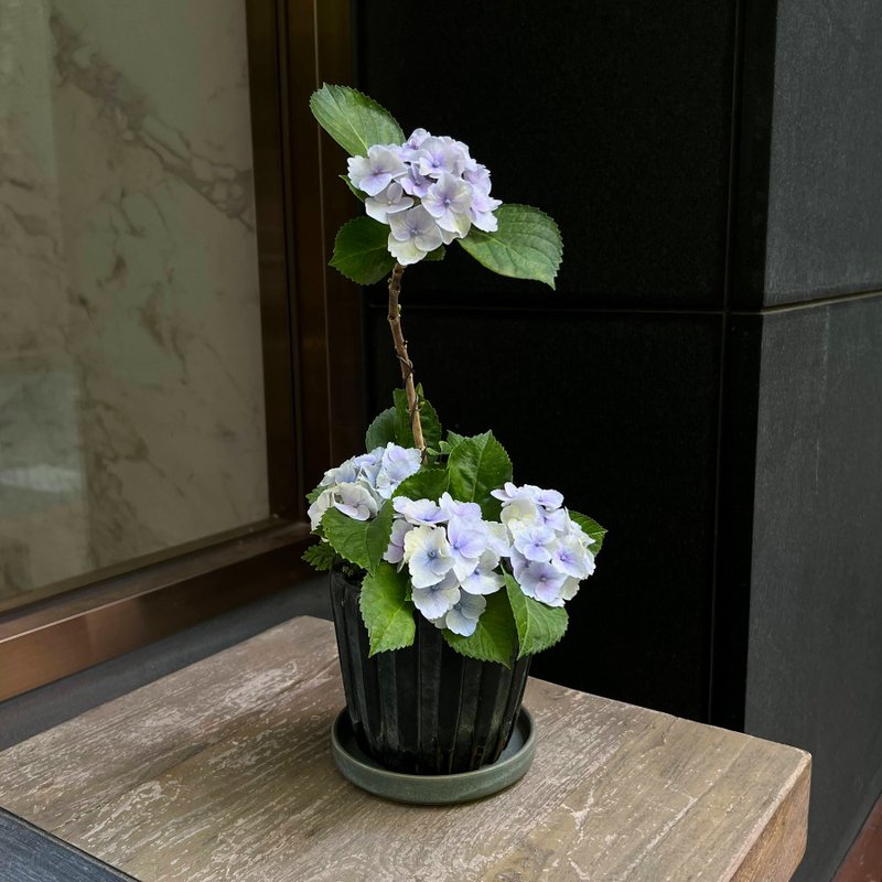 日本新品種∣檸檬の吻 紫陽花盆栽開花中 - 盆栽/植栽 - 水泥 