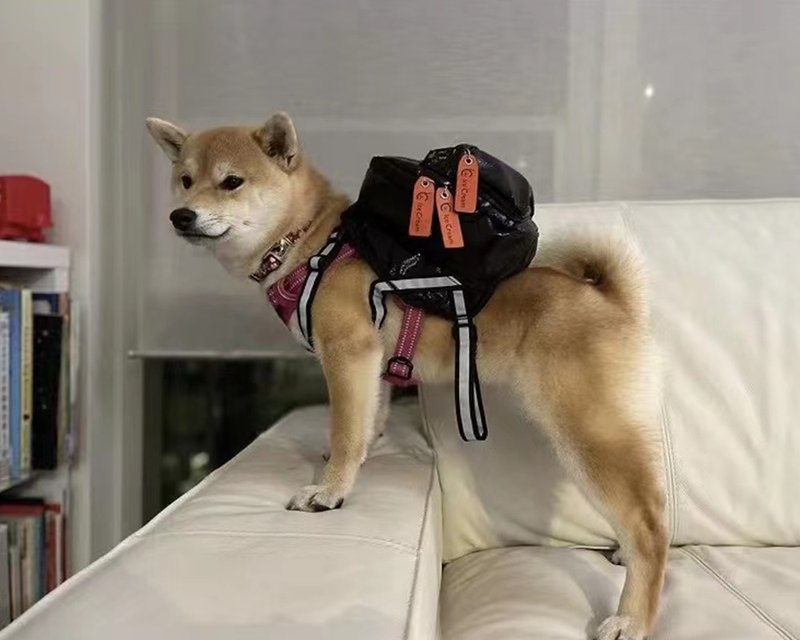 [iC Original] Colorful Black iC ICECREAM Pet Backpack - Collars & Leashes - Waterproof Material 