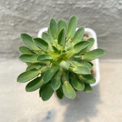 荳荳 ‧ 多肉植物與小雜貨 【荳荳多肉】【旋轉麒麟交種】喬遷│送禮│升遷│多肉植物