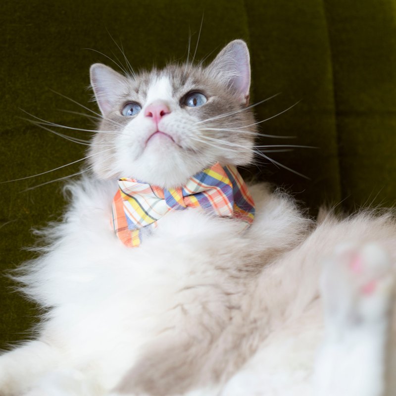 Pets Collar with Bowties with multi-color plaids pattern - Collars & Leashes - Other Man-Made Fibers Multicolor