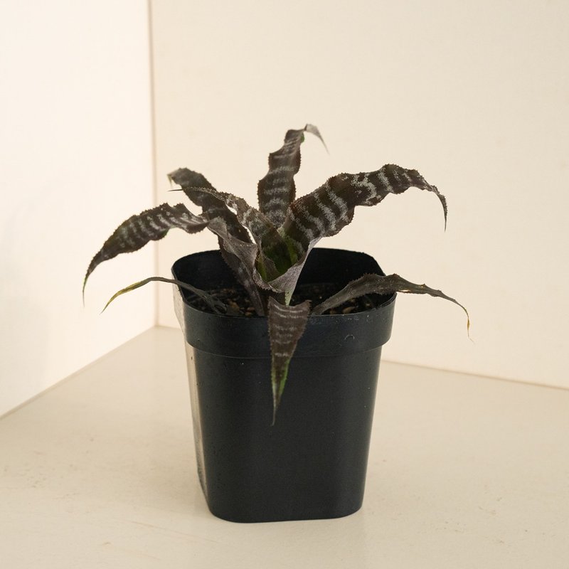 黑虎紋絨葉鳳梨 - 盆栽/植栽 - 植物．花 