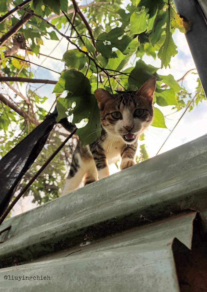 屋頂上的貓咪 Cat Postcard 貓咪明信片 小老虎 白襪子虎斑貓老大 - 卡片/明信片 - 紙 卡其色
