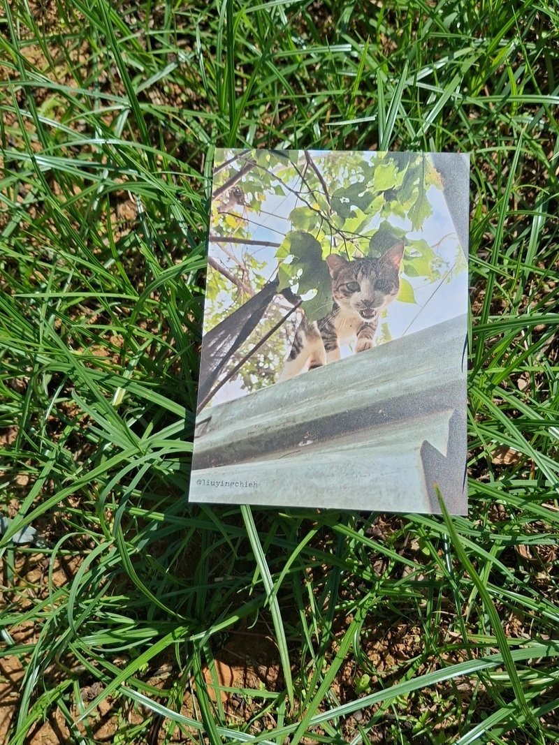 屋頂上的貓咪 Cat Postcard 貓攝影明信片 小老虎 白襪虎斑貓老大 - 卡片/明信片 - 紙 卡其色