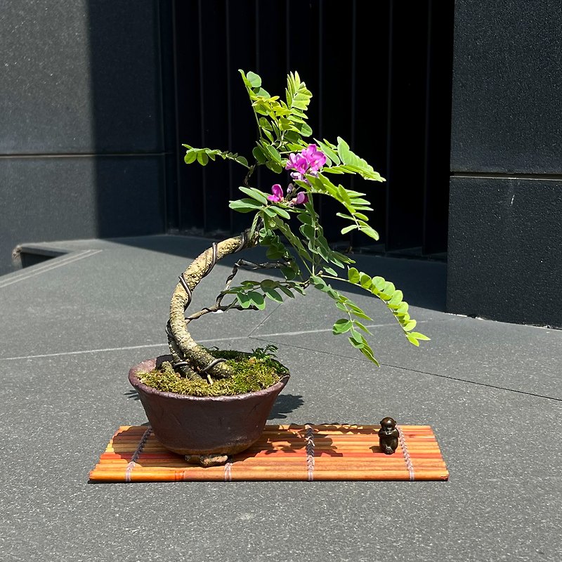 Small-leaf fish vine | sketch bonsai - Plants - Pottery 