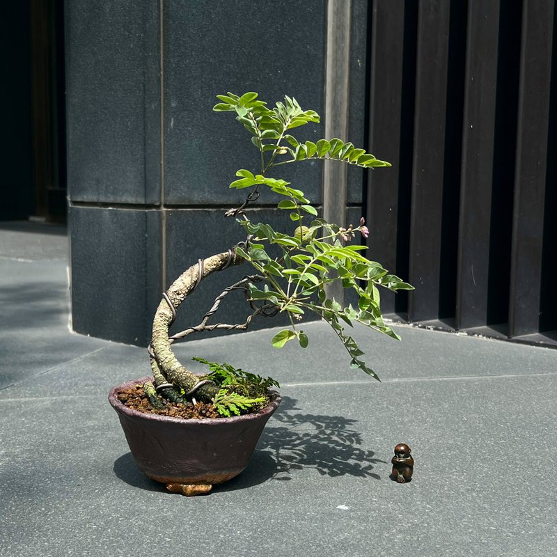 小葉の魚の蔓が咲いている珍しい盆栽 | 写真 - 観葉植物 - 陶器 