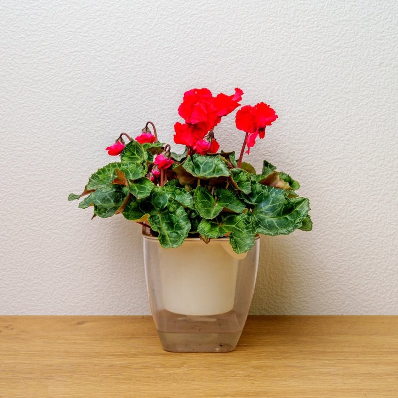 仙客來  免澆水方形盆栽 室內植物 觀葉植物 禮物 盆栽 - 盆栽/植栽 - 植物．花 