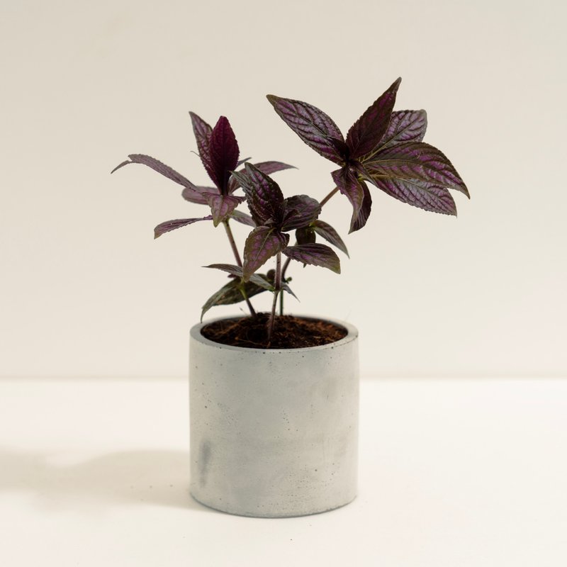 波斯紅草│泥作系列│福所栽 - 盆栽/植栽 - 水泥 紫色