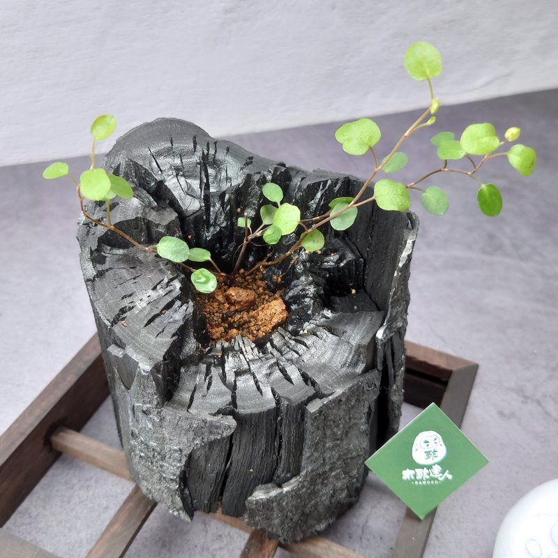 藝術炭盆栽-鈕扣藤  送禮/辦公室小物/淨化空氣/療癒系 - 植栽/盆栽 - 植物．花 綠色