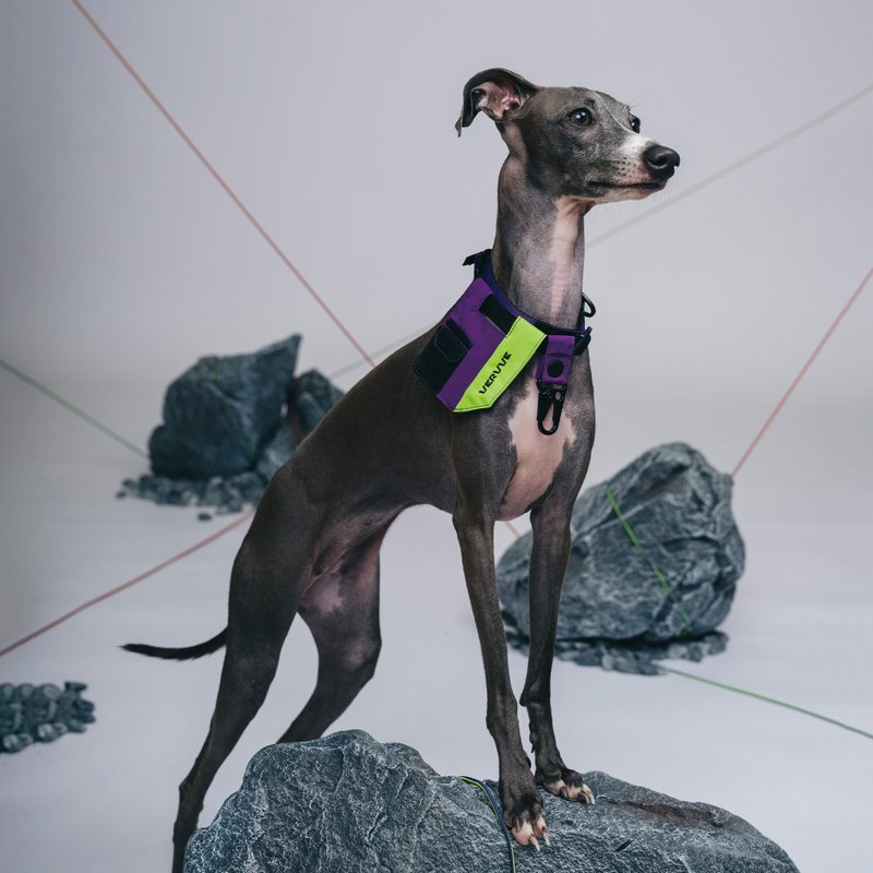 【 VERVVE 】CORE C0LLVR Pawcore 領圈 - 項圈/牽繩 - 其他材質 