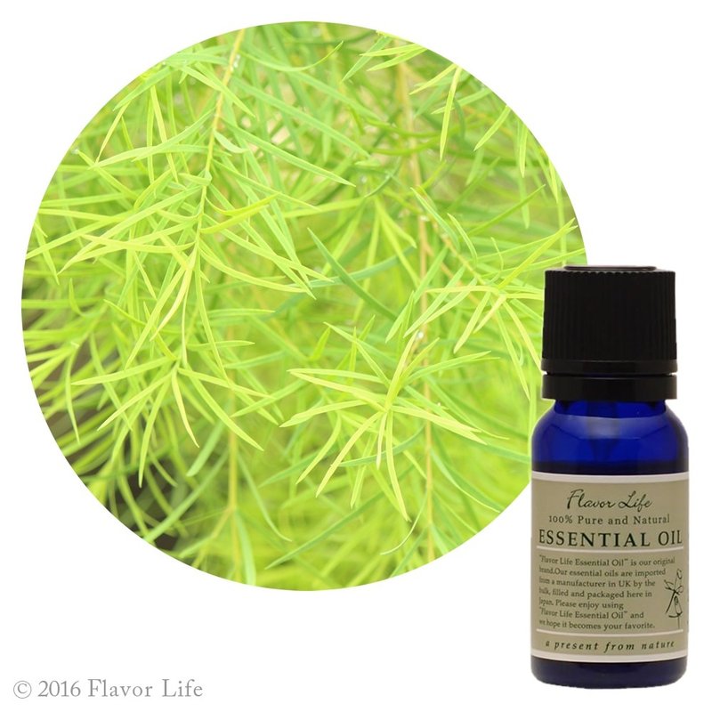 【Tea tree essential oil】Melaleuca alternifolia (Tea tree) - น้ำหอม - น้ำมันหอม สีเขียว