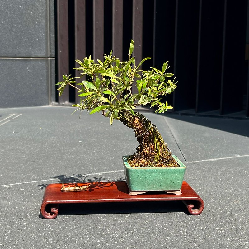 Japanese Satsuki Rhododendron ∣Okawa no Hikari Sketch Exposed Root Bonsai - Plants - Pottery 