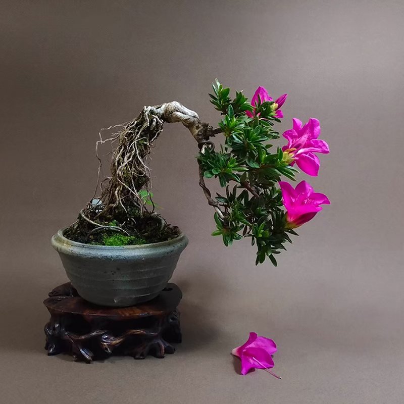 Japanese Satsuki Rhododendron ∣ Star Brilliant Short Exposed Root Bonsai - Plants - Pottery 