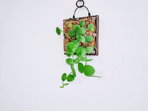 卉色 騷包毬蘭小品植栽│居家裝飾│室內植物│