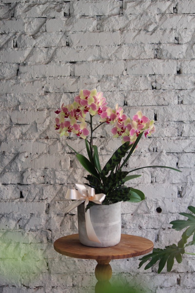 [Qindie] Phalaenopsis potted plants/plantings/opening flower gifts/housewarming flower gifts/home greening - ตกแต่งต้นไม้ - พืช/ดอกไม้ หลากหลายสี