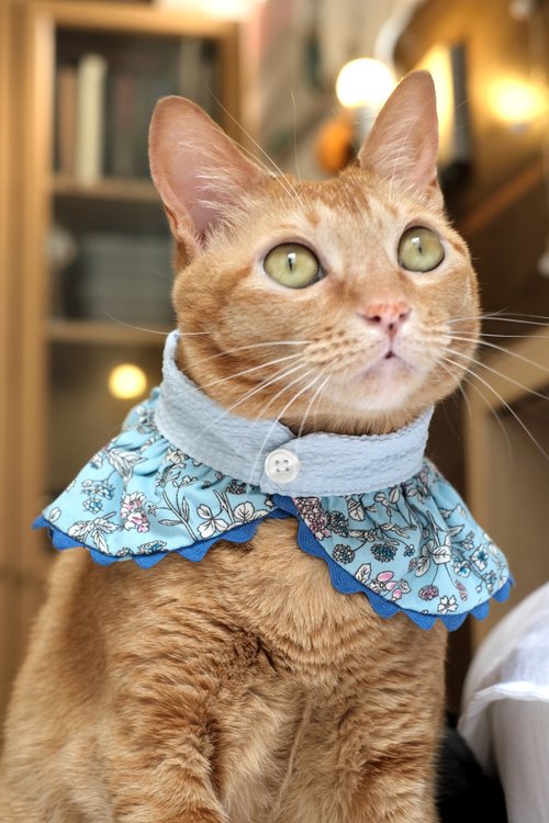 Petit mandana 寵物禮服訂製/ 圓領小披風 Ribbon Capelet 典雅淺藍碎花