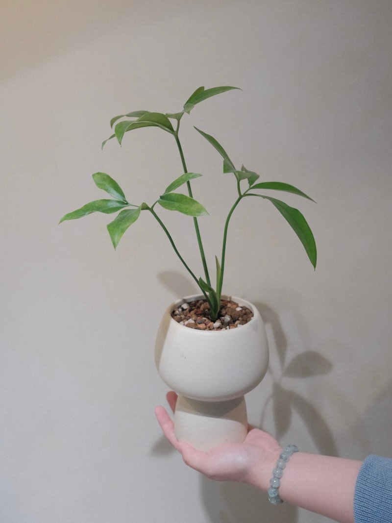 鵝掌蔓綠絨 - 植栽/盆栽 - 植物．花 