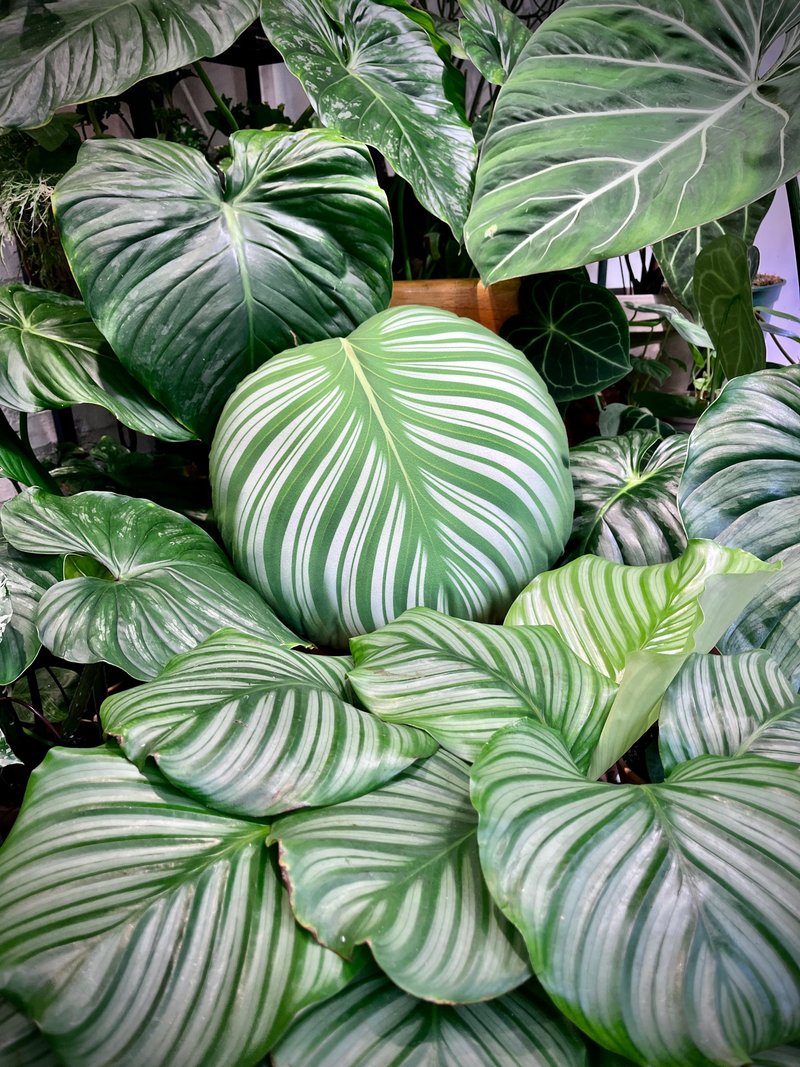 竹芋好抱枕 植物靠墊 觀葉 青蘋果竹芋 沙發好朋友 家飾 交換禮物 - 枕頭/抱枕 - 聚酯纖維 綠色