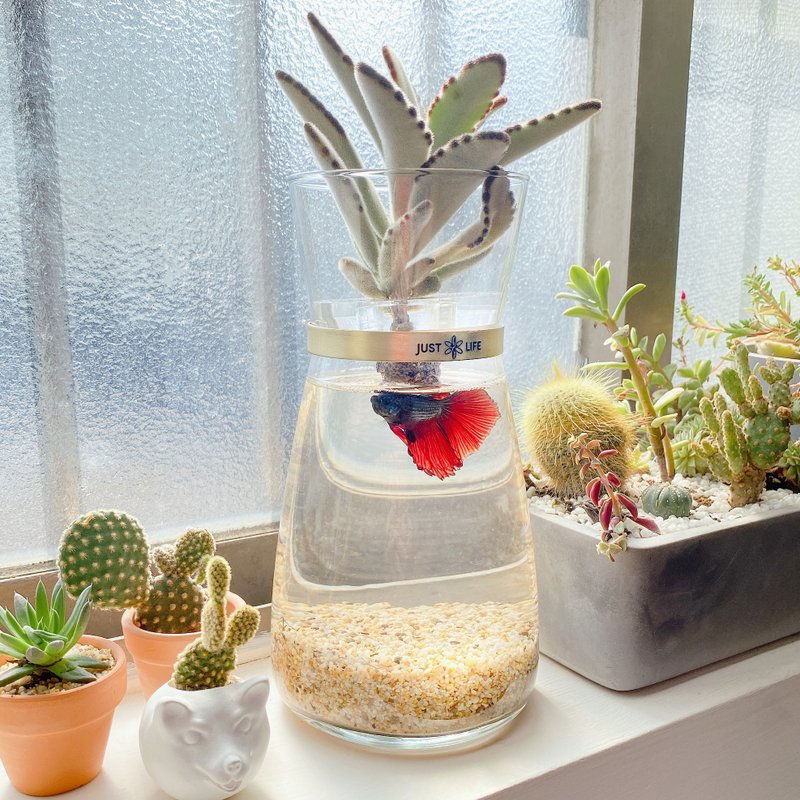 【客製化禮物】│多肉水耕植栽│魚植共生款+客製化刻字 - 盆栽/植栽 - 植物．花 綠色