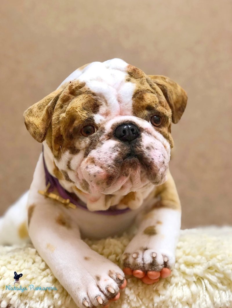 English Bulldog puppy/dog, realistic toy - ตุ๊กตา - เส้นใยสังเคราะห์ ขาว