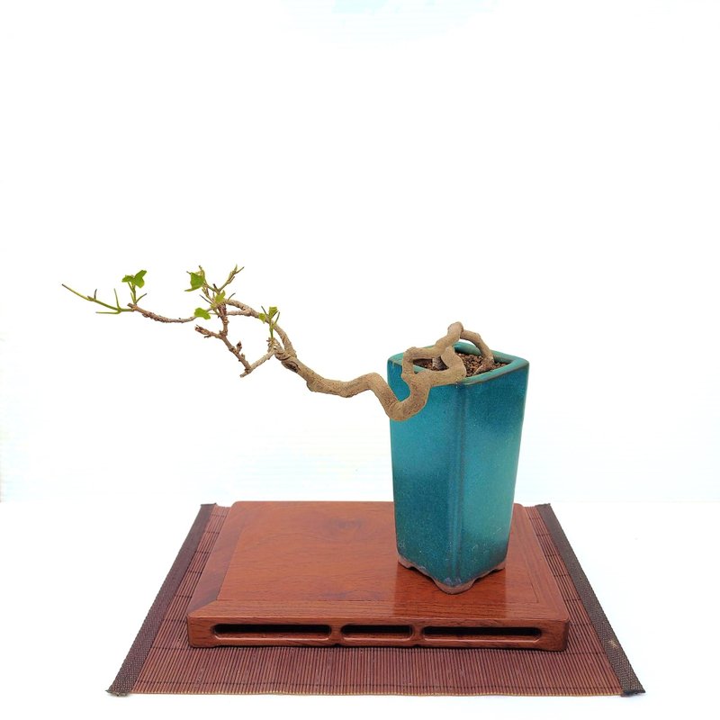 小品盆栽・日本宮樣楓・ミヤサマカエデ - 盆栽/植栽 - 植物．花 