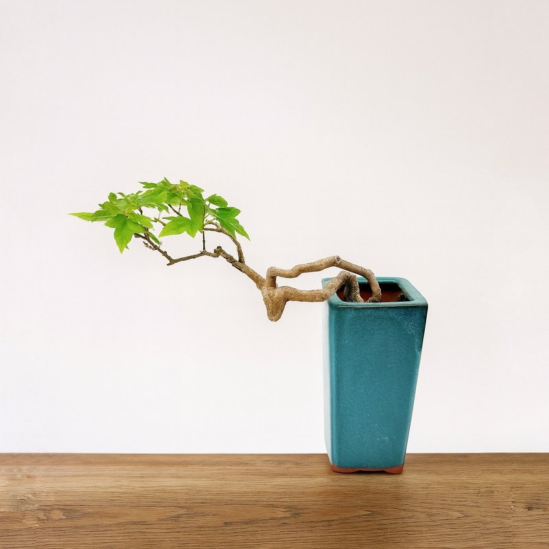 小品盆栽・日本宮樣楓・ミヤサマカエデ - 盆栽/植栽 - 植物．花 
