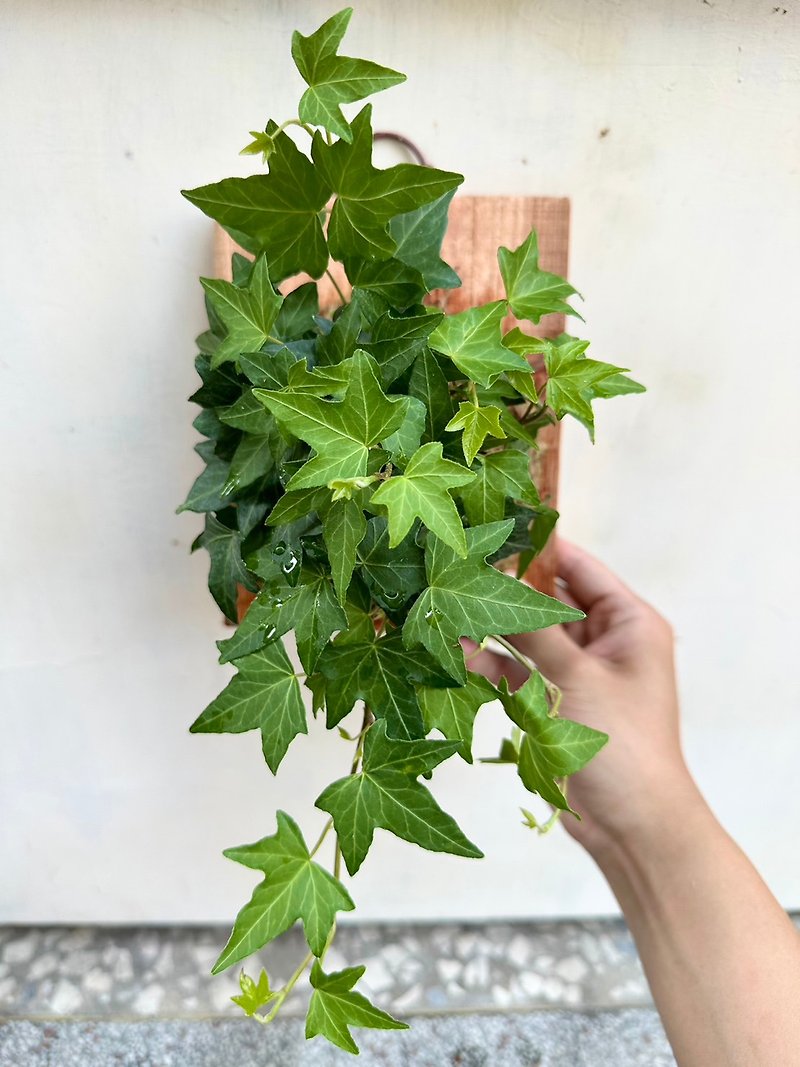 [Ivy (Green)] Exchanging Gifts Plants On Board Plants Foliage Plants Birthday Gifts - ตกแต่งต้นไม้ - พืช/ดอกไม้ 