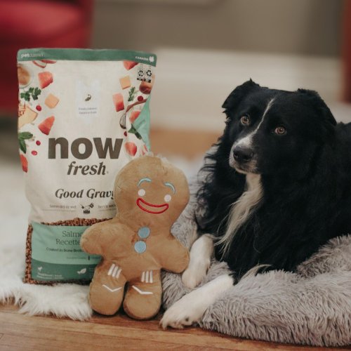 SofyDOG 寵物精品 【狗主食】now 鮭魚 小型成犬 高湯天然糧 乾濕兩吃 狗飼料 狗糧