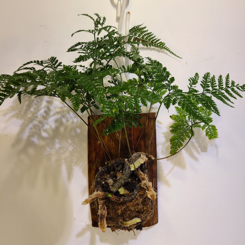 兔腳蕨 上板 壁掛 - 植栽/盆栽 - 植物．花 綠色
