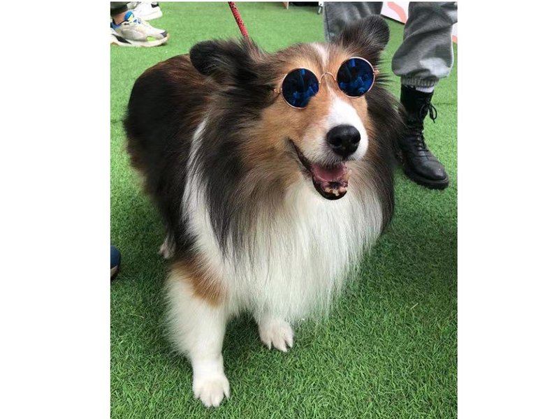 cute pet dress up glasses - หมอน - วัสดุอื่นๆ 