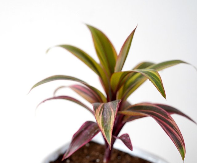 竒花物】チョコレートレッドバナナ鉢植え室内観賞植物緑化鉢植え植栽オープニングポット - ショップ chiplantflowers 観葉植物 -  Pinkoi