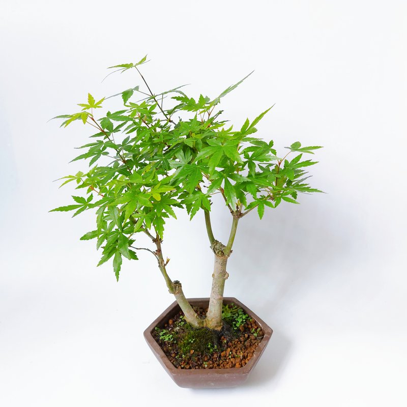 中品盆栽・日本山槭・イロハモミジ - 植栽/盆栽 - 植物．花 