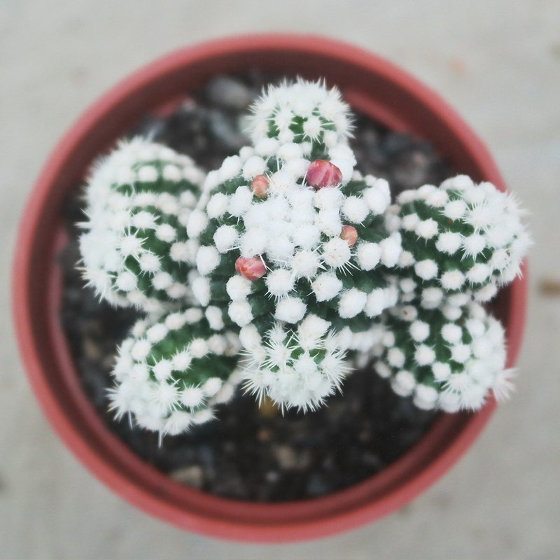 【荳荳多肉】【雪球】喬遷│送禮│升遷│多肉植物 - 盆栽/植栽 - 植物．花 多色