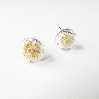 * Rosy Garden * Dried flowers beige Anaphalis sinica round glass earring
