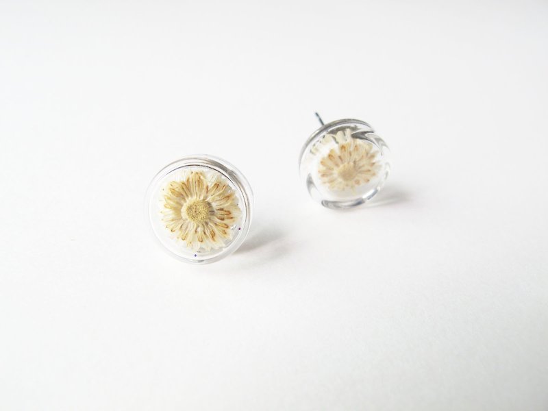 * Rosy Garden * Dried flowers beige Anaphalis sinica round glass earring - Earrings & Clip-ons - Glass White