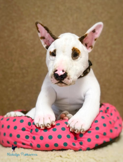 ブルテリア犬、リアルなおもちゃ、ぬいぐるみ - ショップ