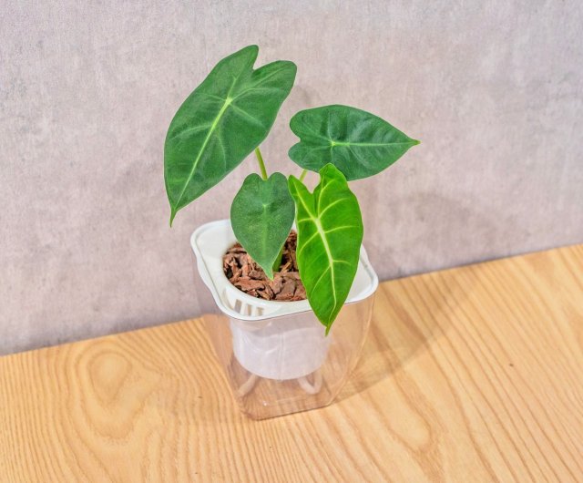 ベルベットの葉 観音蓮 水なし 四角鉢植え 観葉植物 ギフト