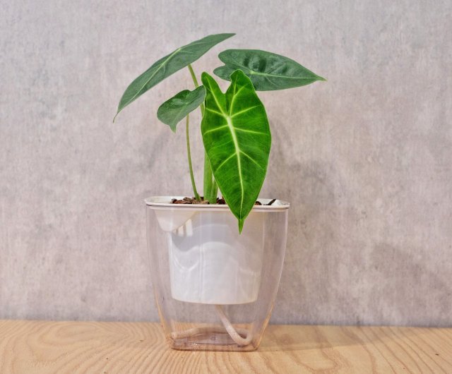 その他観葉植物 Shion* 全商品一覧/ 人気の観葉植物、お祝いギフト、移転祝い、開店祝い